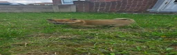Japanese Shiba Inu dogs for sale: Japan Shiba Inu - Advert 13
