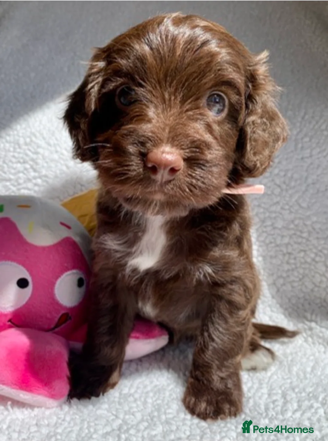 Cockapoo dogs for sale: Cockapoos Due 11th February- Waiting List Open - Advert 16