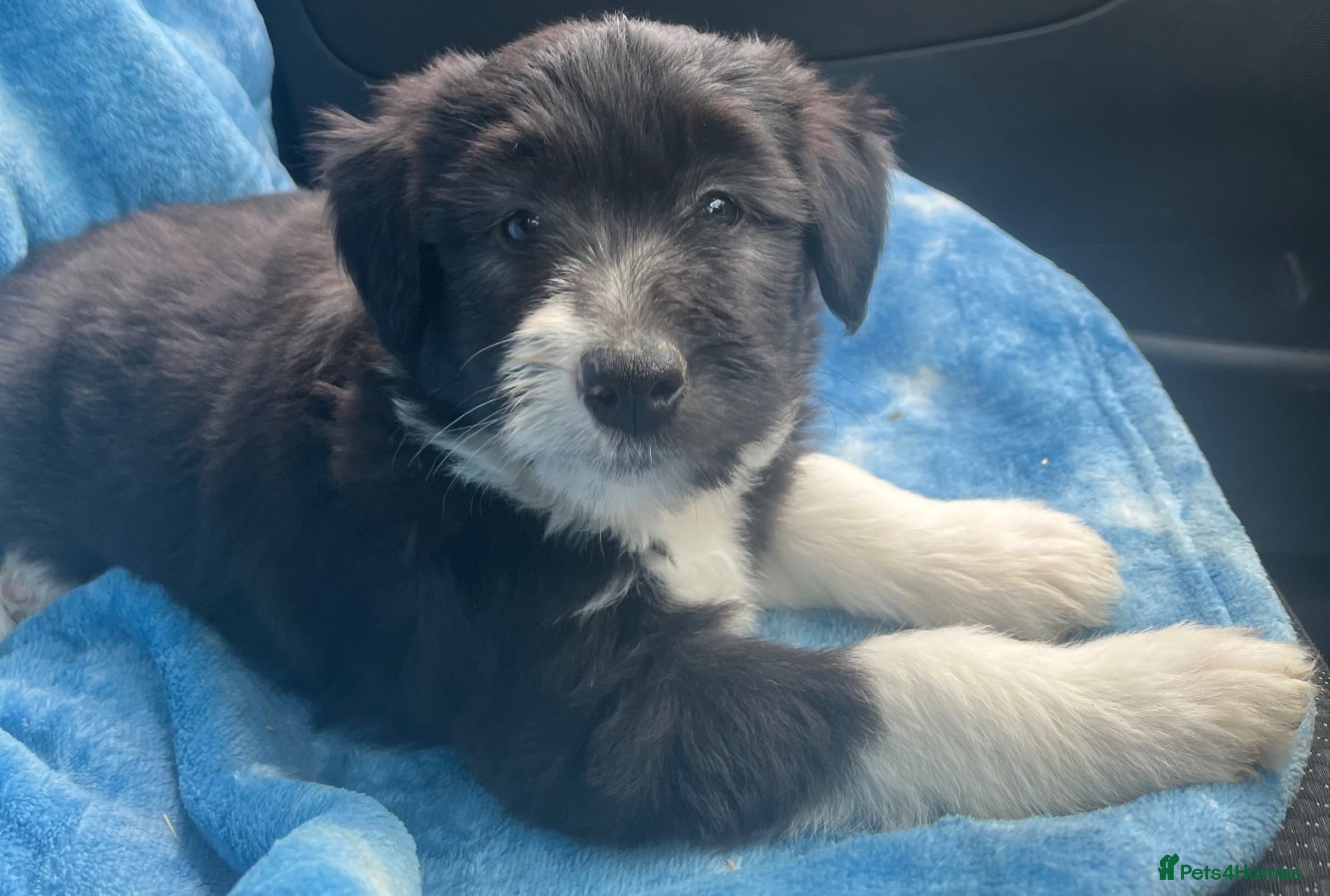 Bearded Collie dogs Beautiful Bearded Collie Puppies.  - Advert 1