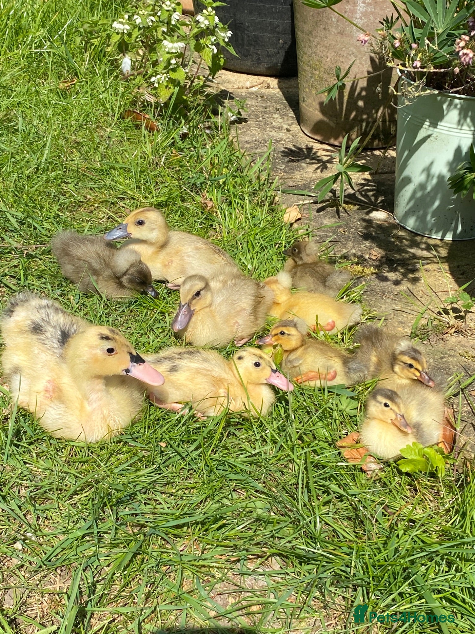 Ducks poultry Unsexed Indian Runner Ducklings + Fertile Eggs - Advert 6