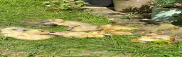 Ducks poultry for sale: Unsexed Indian Runner Ducklings + Fertile Eggs - Advert 1