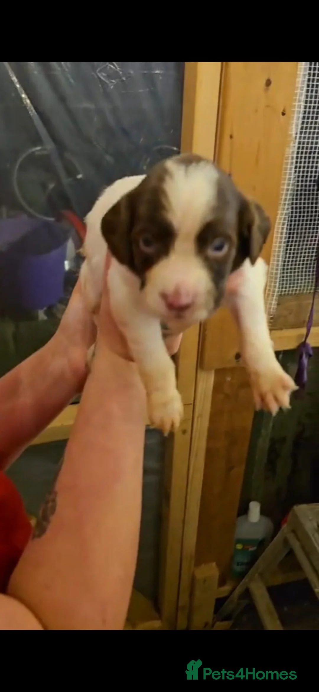 Sprocker dogs for sale: Working sprocker pups  - Advert 1