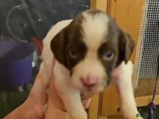 Sprocker dogs Working sprocker pups - Advert 1