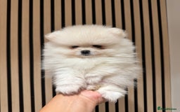 Pomeranian dogs for sale: Boy left! High quality KC reg from imported lines - Image 9