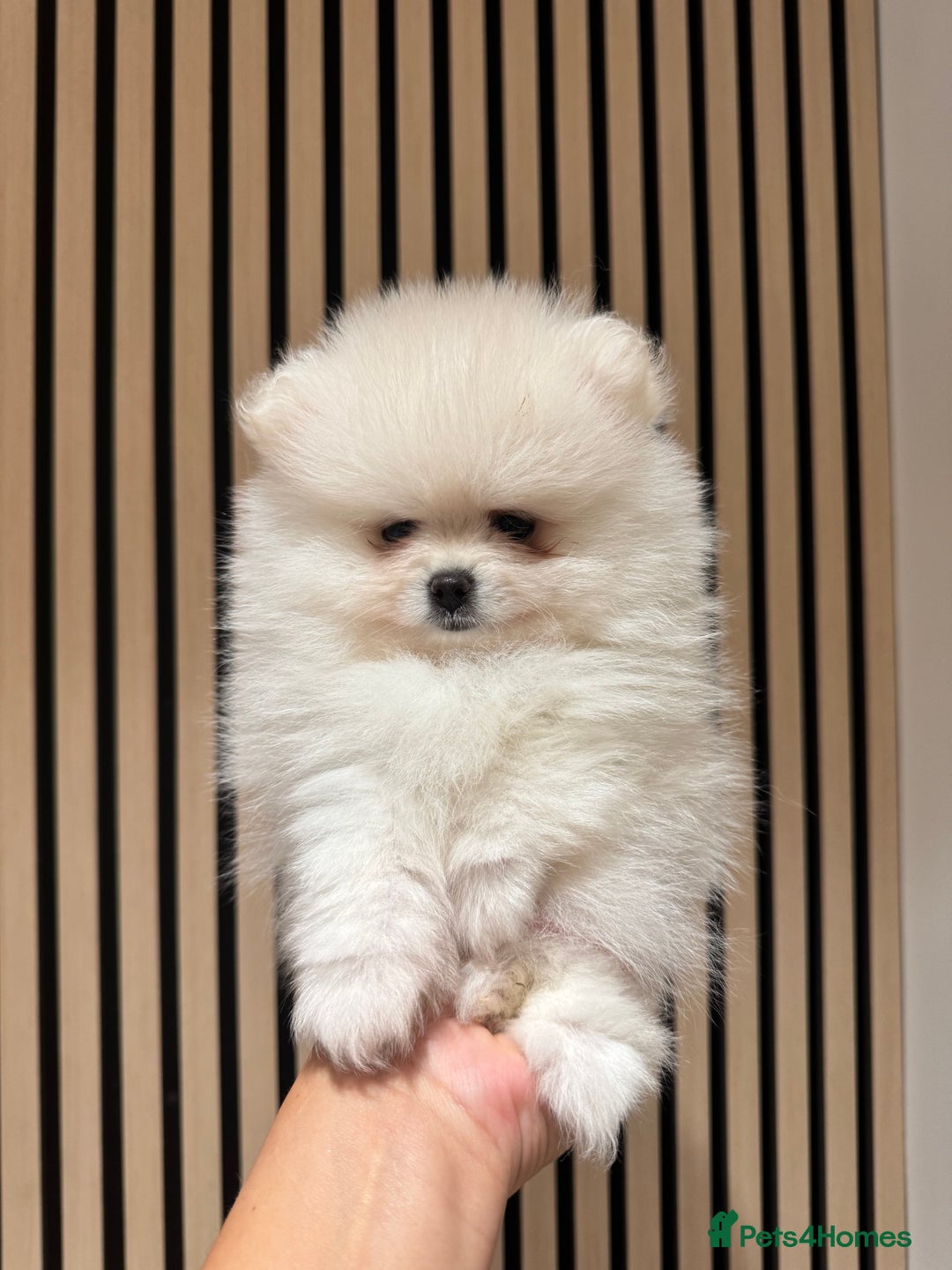 Pomeranian dogs for sale: Boy left! High quality KC reg from imported lines - Image 9