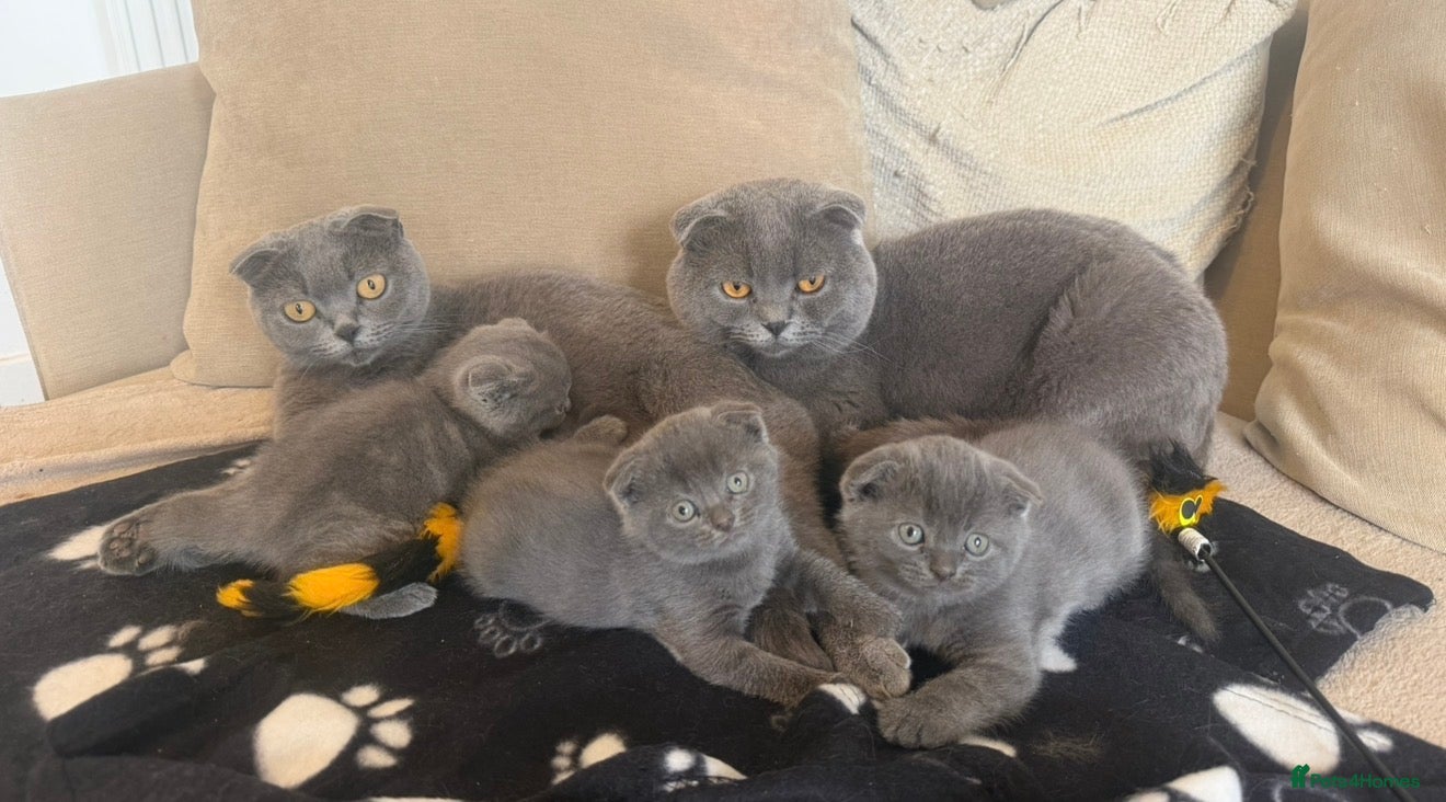 Scottish Fold cats for sale: 🐾  Adorable Scottish Fold Kittens  - Advert 9
