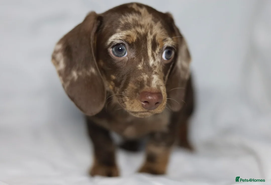 Miniature Dachshund dogs for sale: KC reg miniature dachshund only 1 boy left  - Advert 10