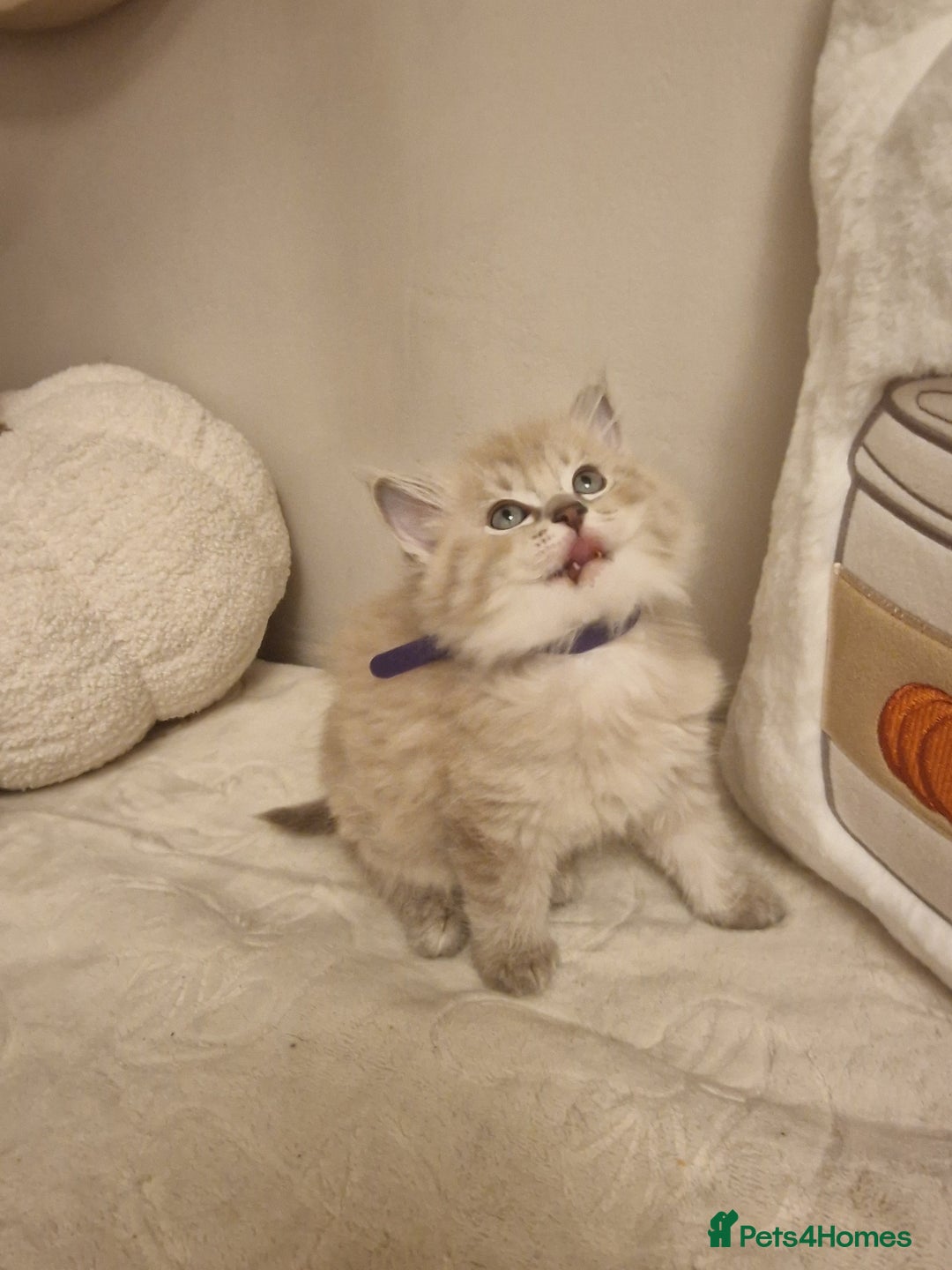 Ragdoll cats for sale: Mink ragdoll babies  - Image 7
