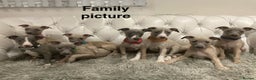 Mixed Breed dogs for sale: Italian greyhound  - Advert 19