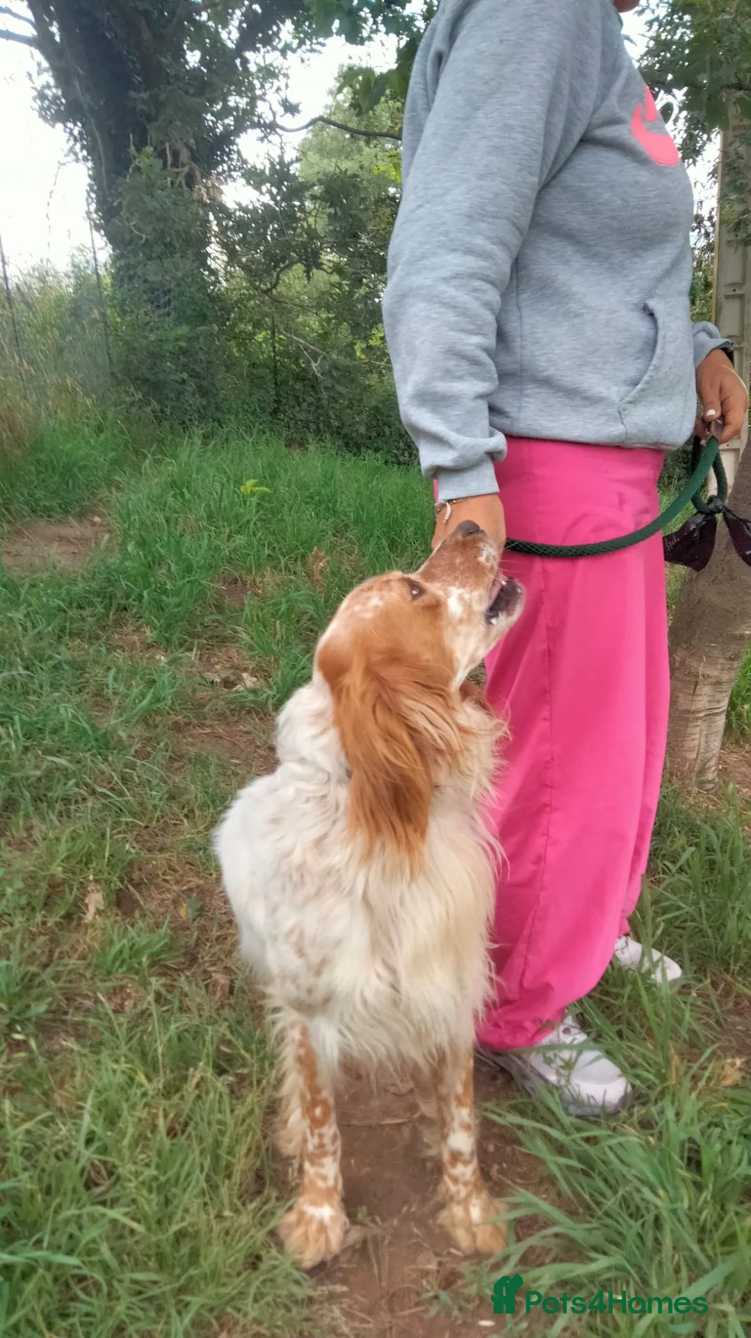 English Setter dogs for adoption: Vinnie in Worthing - Advert 2
