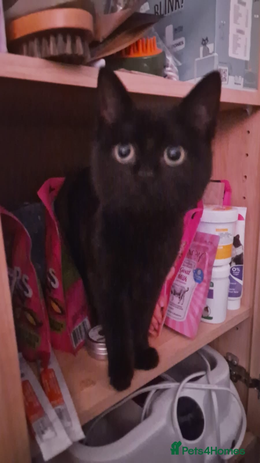 Mixed Breed cats Frankie - Advert 16