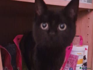 Mixed Breed cats Frankie - Advert 16