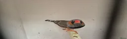 Finches birds for sale: Zebra finches - Advert 3