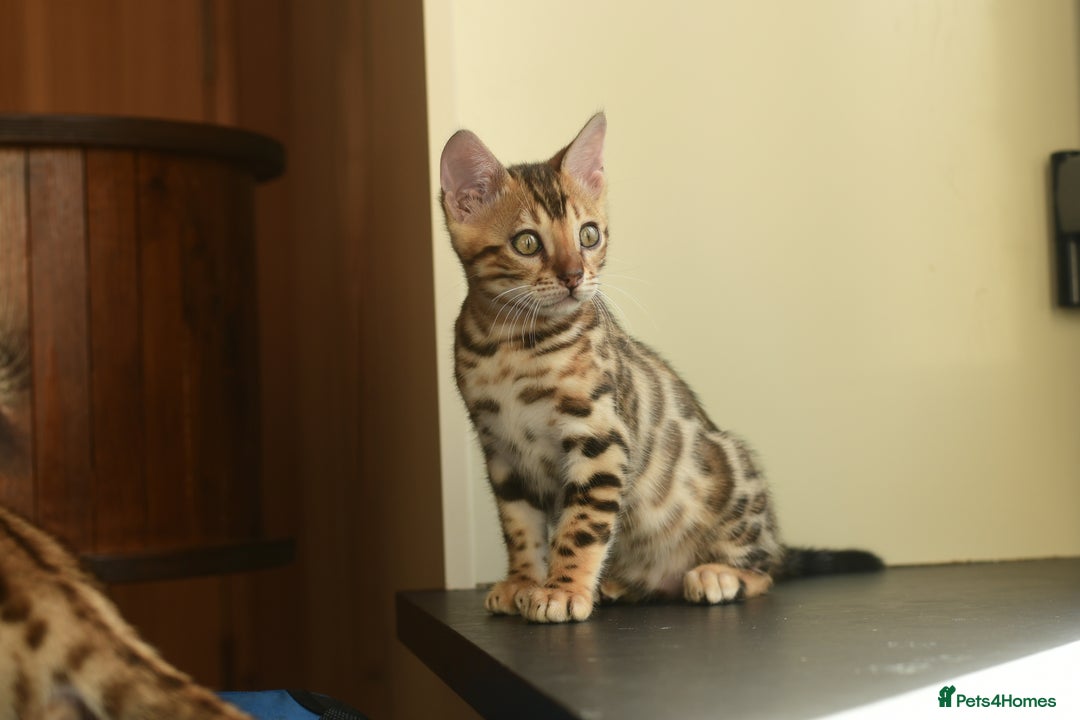 Bengal cats for sale: Show quality Bengal kittens available  - Image 15