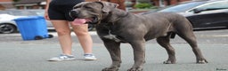 Cane Corso dogs for stud: Dell’Angra / Del Dyrium stud  in Manchester - Advert 2