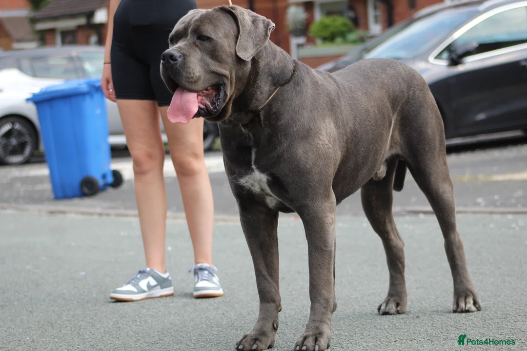 Cane Corso dogs for stud: Dell’Angra / Del Dyrium stud  in Manchester - Advert 2