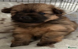 Mixed Breed dogs for sale: Stunning Rare Shihpoo Poms  - Image 3