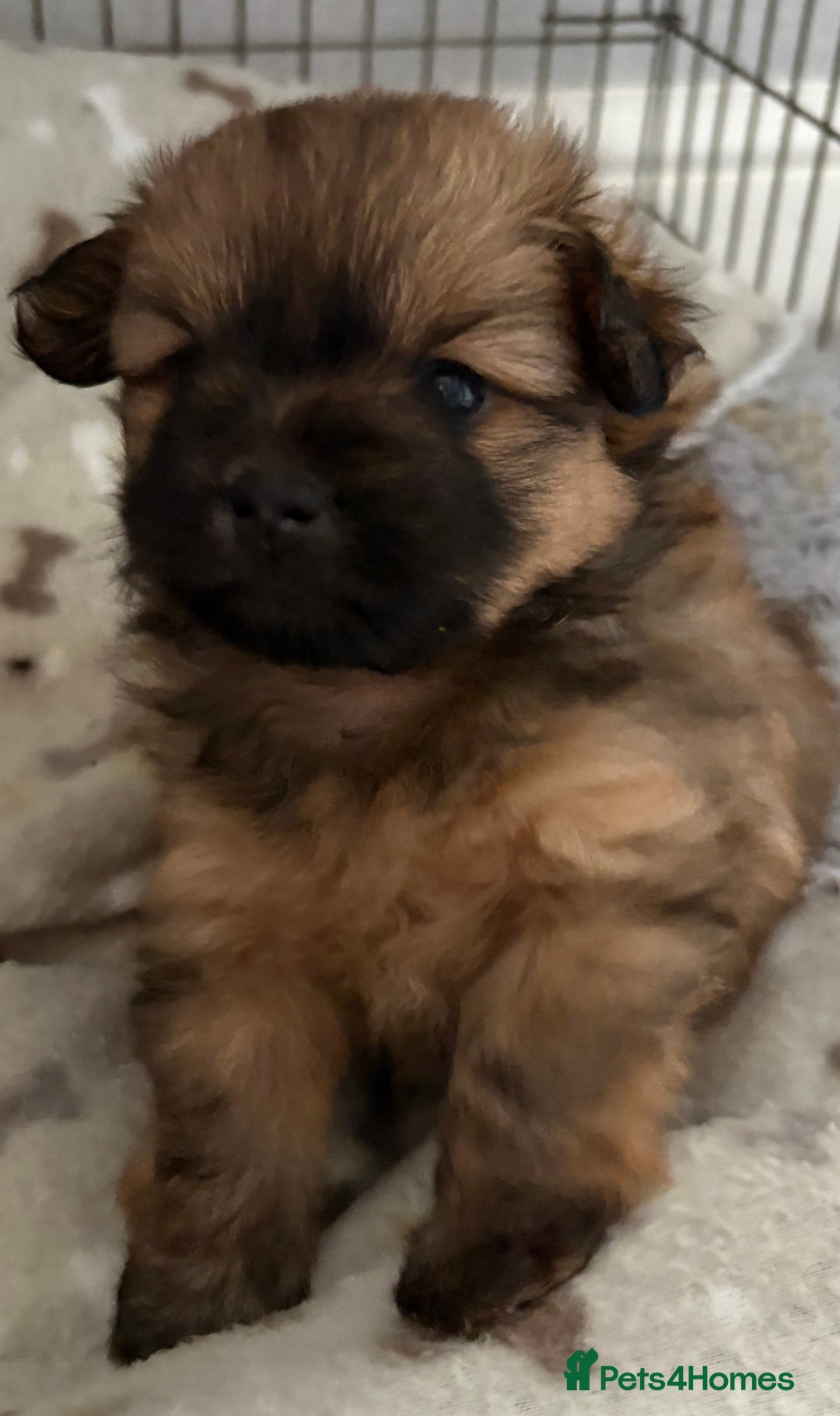 Mixed Breed dogs for sale: Stunning Rare Shihpoo Poms  - Image 3