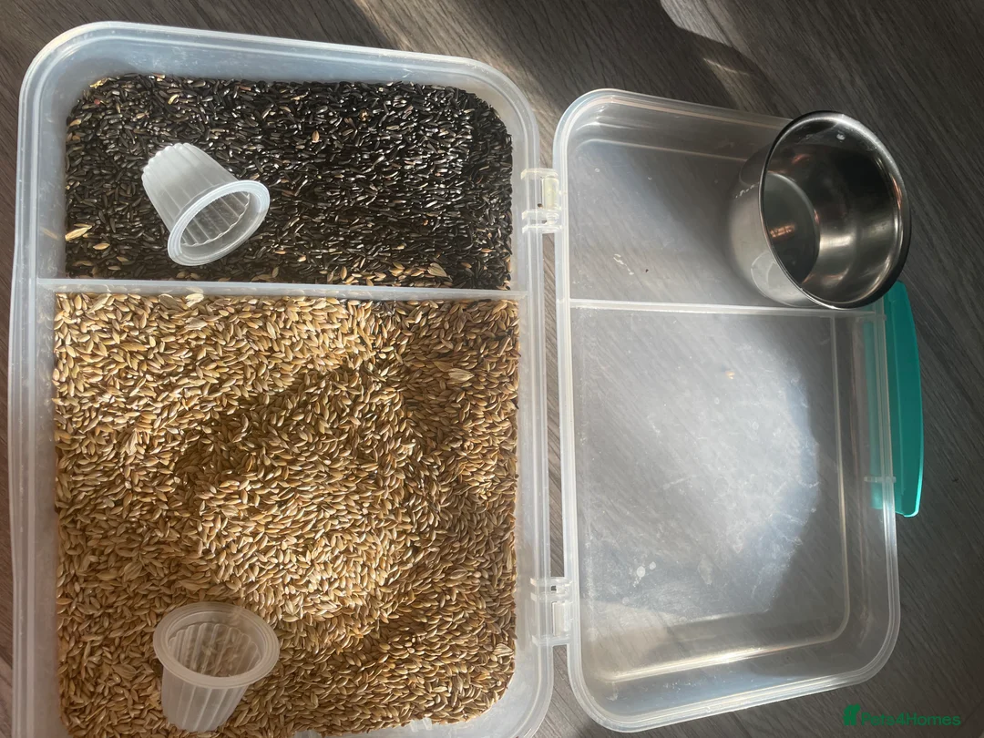 Canaries birds for sale: Canaries as a pair for sale - Advert 5