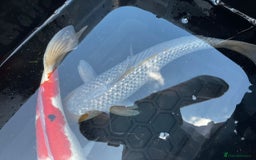Koi Carp fish for sale: Japanese koi carp £100 each  - Image 16