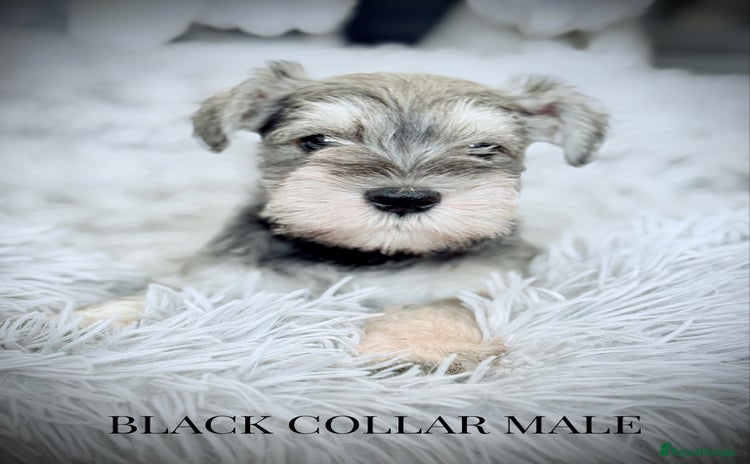 Miniature Schnauzer dogs - Advert 1