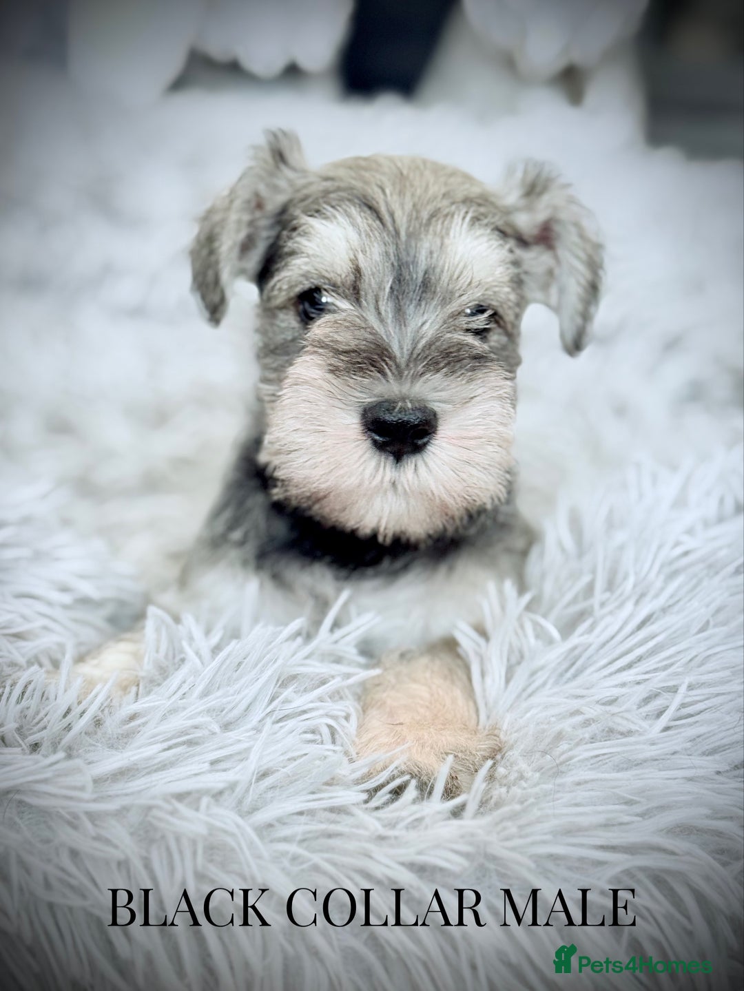 Miniature Schnauzer dogs for sale: ⭐️⭐️ ADORABLE MINI SCHNAUZER PUPS ⭐️⭐️ - Image 1