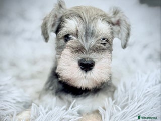 Miniature Schnauzer dogs - Advert 5