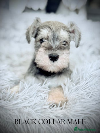 Miniature Schnauzer dogs - Advert 1