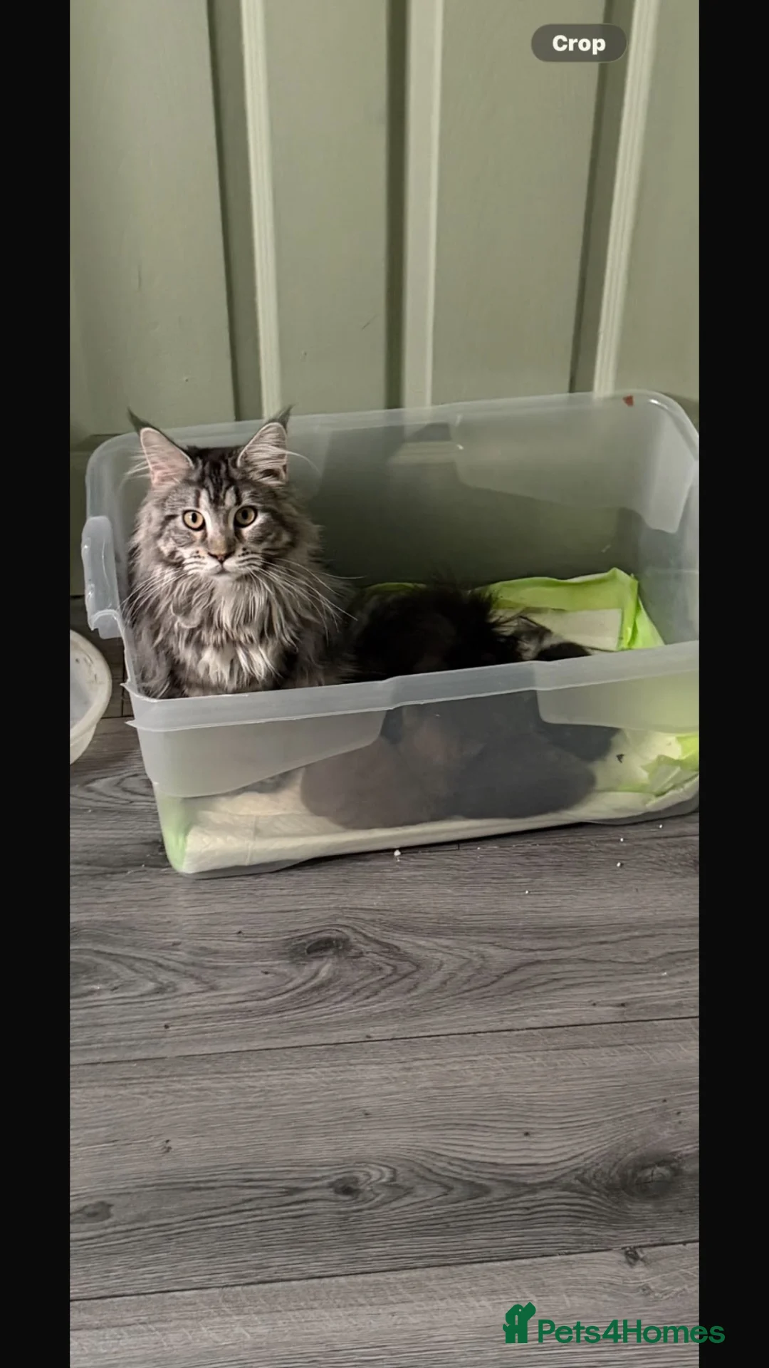 Maine Coon cats for sale: autumn maincoons🍁🎃 - Advert 15