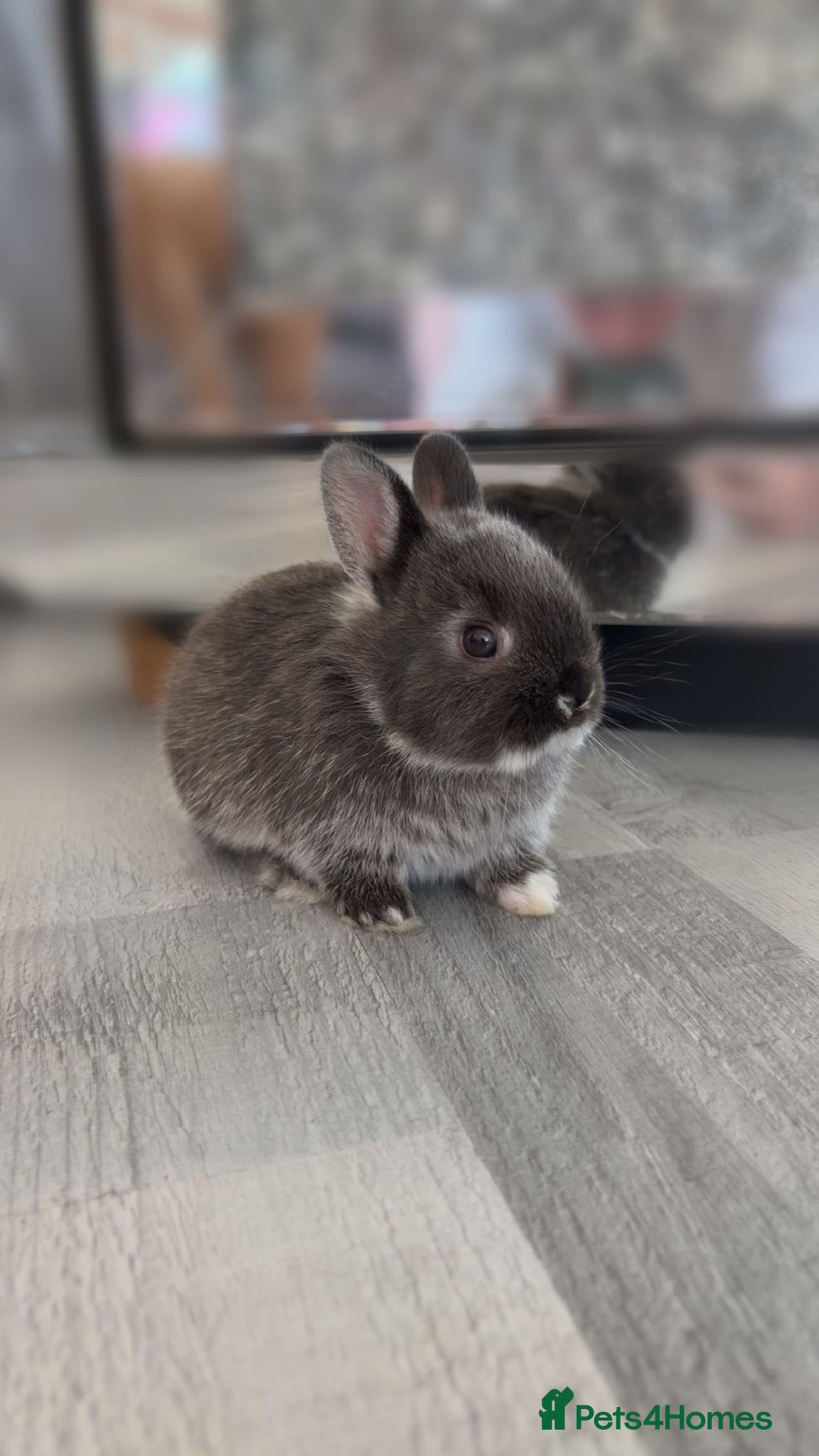 Mixed Breed rabbits miniature lionhead x netherland dwarf  - Advert 4