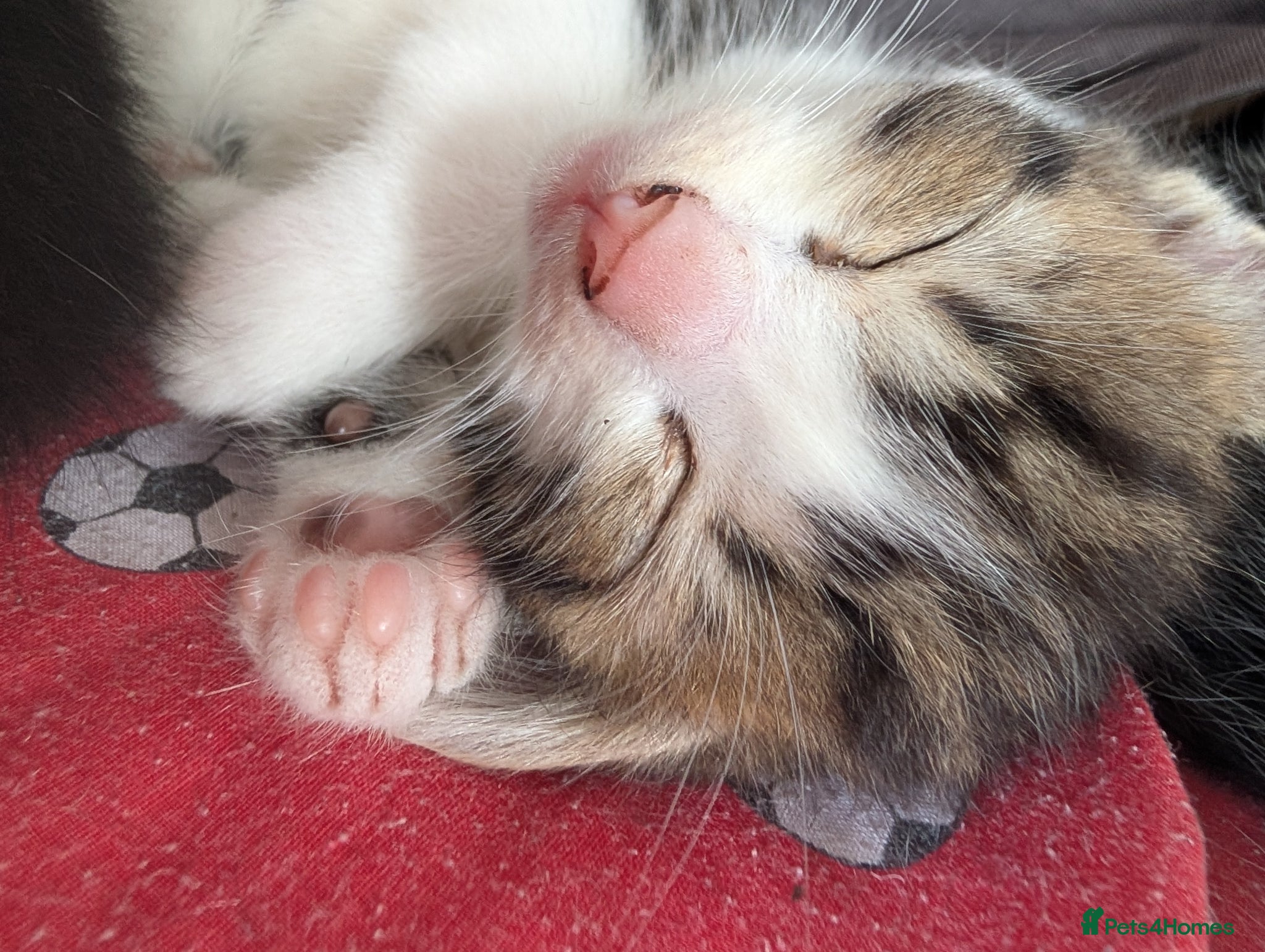 Mixed Breed cats Kittens for sale - Advert 6