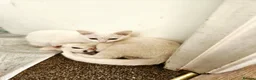Mixed Breed cats for sale: Beautiful white kittens in Staines - Advert 2