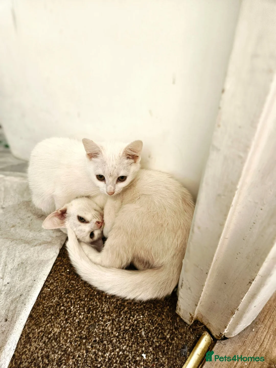 Mixed Breed cats for sale: Beautiful white kittens in Staines - Advert 2