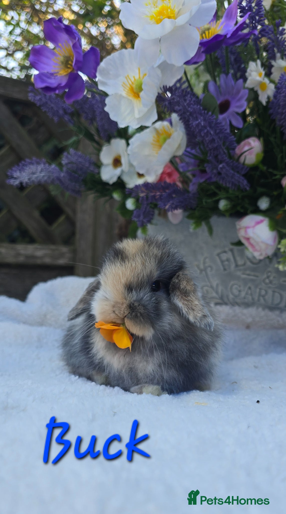 Mini Lop rabbits Beautiful quality mini lops - Advert 2