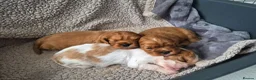 Cavalier King Charles Spaniel dogs for sale: Stunning cavalier king charles puppies - Advert 3