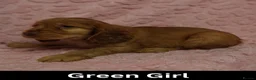 Cocker Spaniel dogs for sale: Quality, Show Type, Cocker Spaniel Puppies - Advert 18