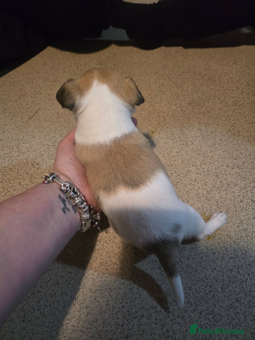 Chihuahua dogs for sale: Chihuahua puppies for sale  - Advert 4