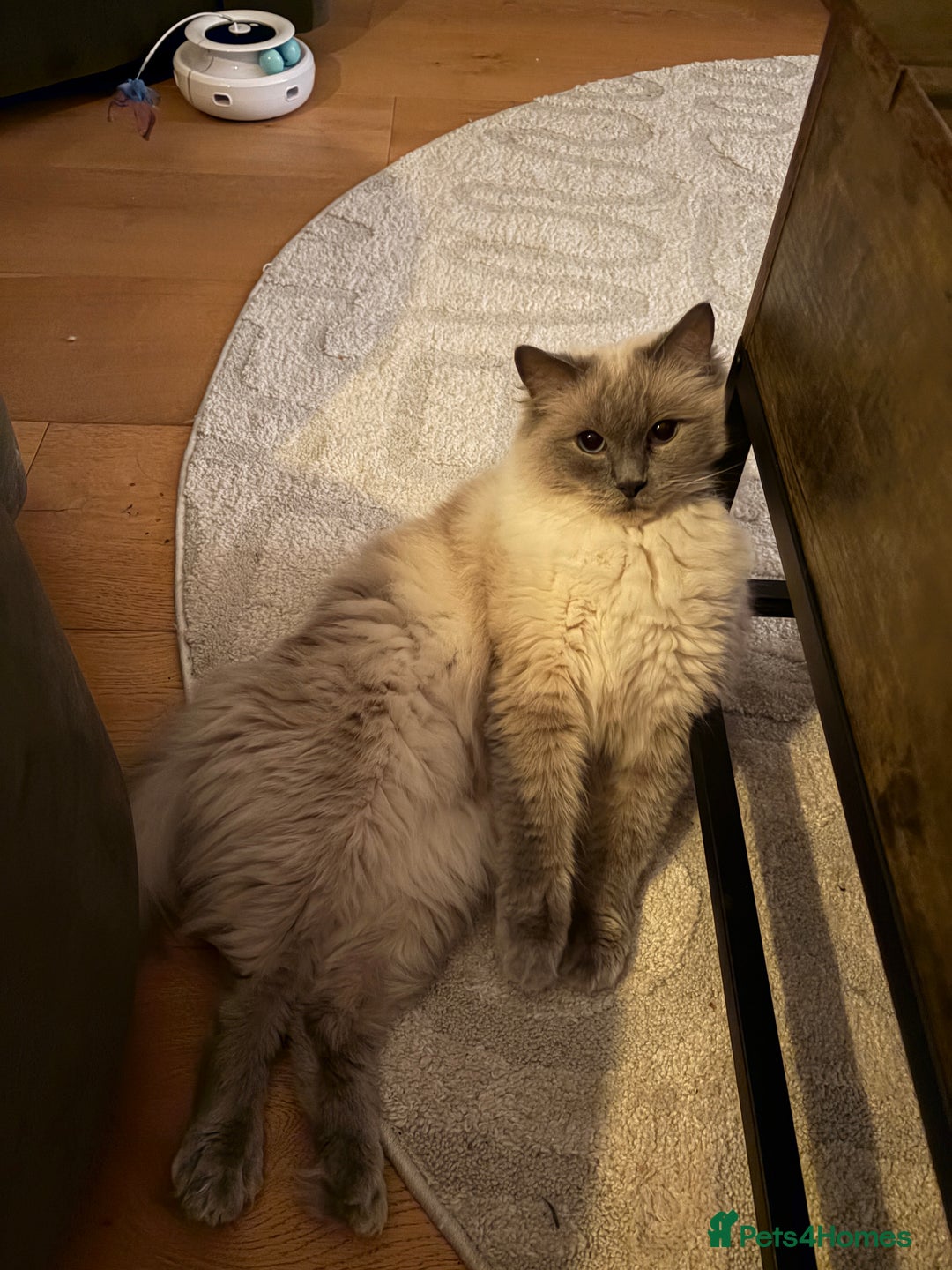 Ragdoll cats for sale: Gorby - ragdoll male - Advert 1
