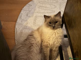 Ragdoll cats Gorby - ragdoll male - Advert 2