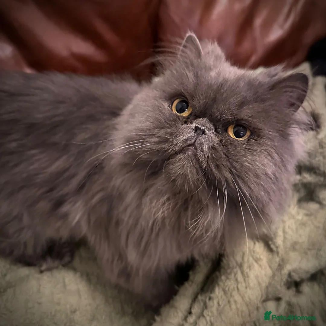 Persian cats for sale: Persian Male  - Advert 3