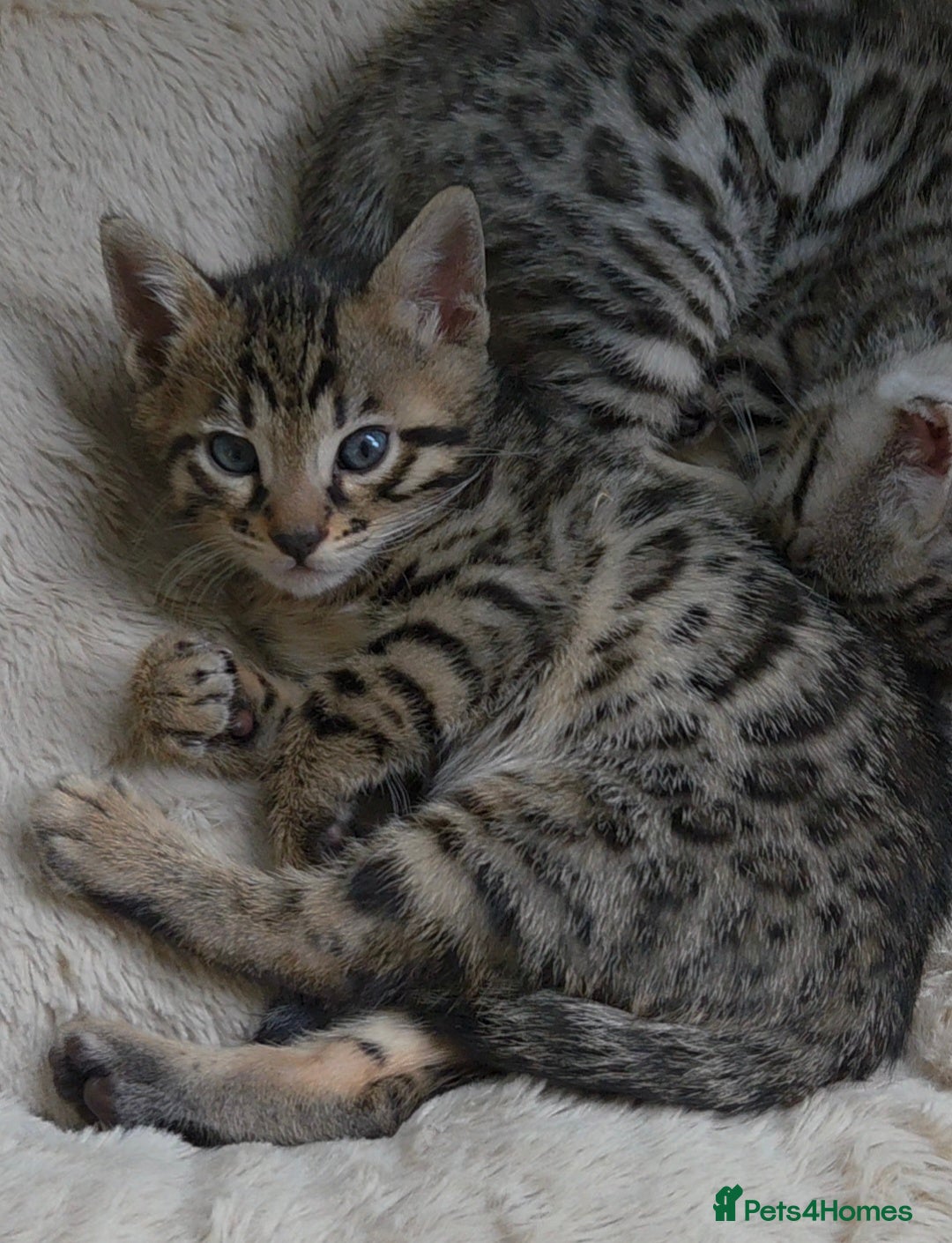 Bengal cats ✨️ OUTSTANDING TICA BENGAL KITTENS ✨️ - Advert 1