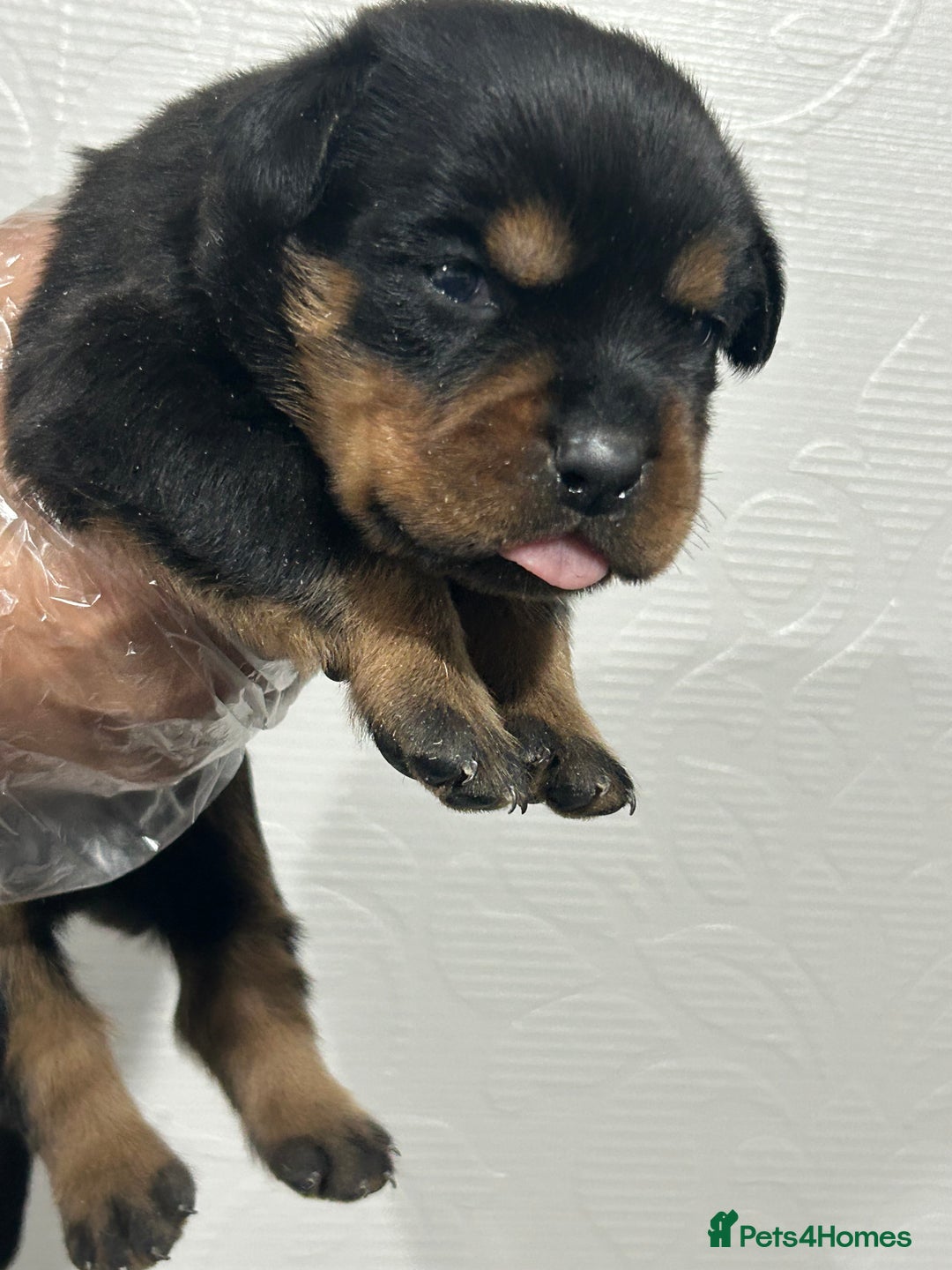 Rottweiler dogs for sale: Top Quality KC Reg Rottweiler Puppies for sale - Advert 12