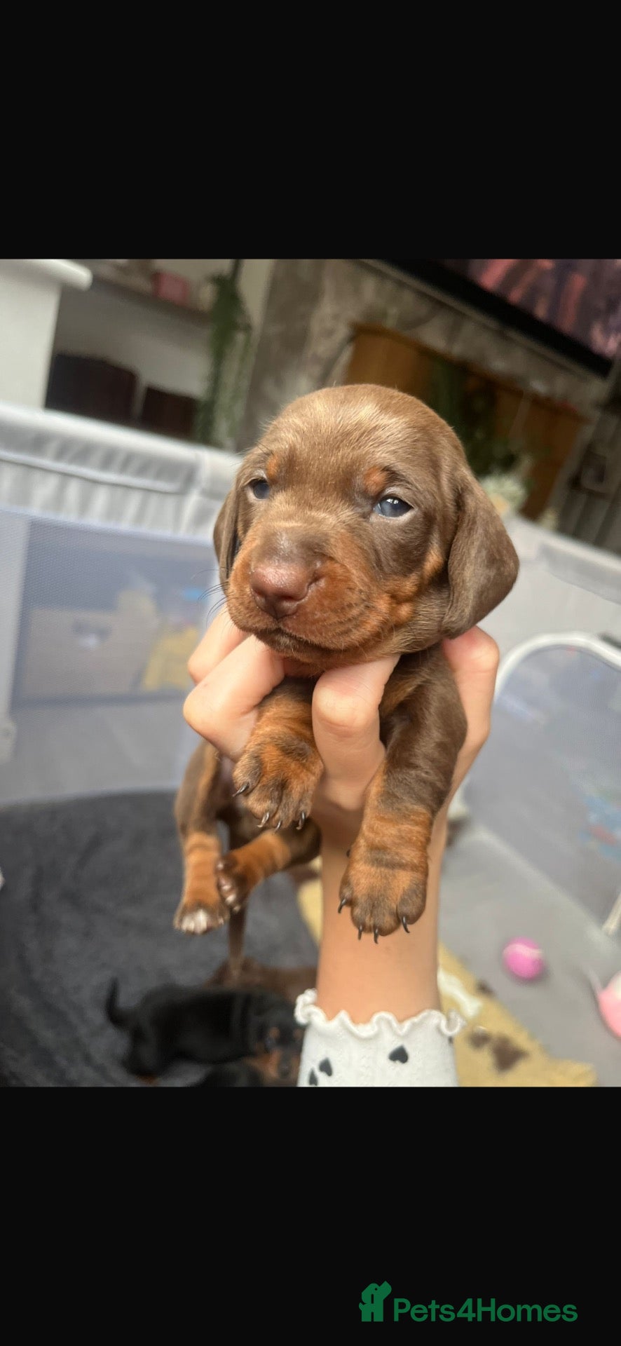 Miniature Dachshund dogs Beautiful Dachshunds 🐶 - Advert 3