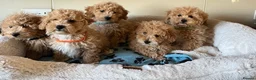 Poochon dogs for sale: Poochon puppies  - Advert 3