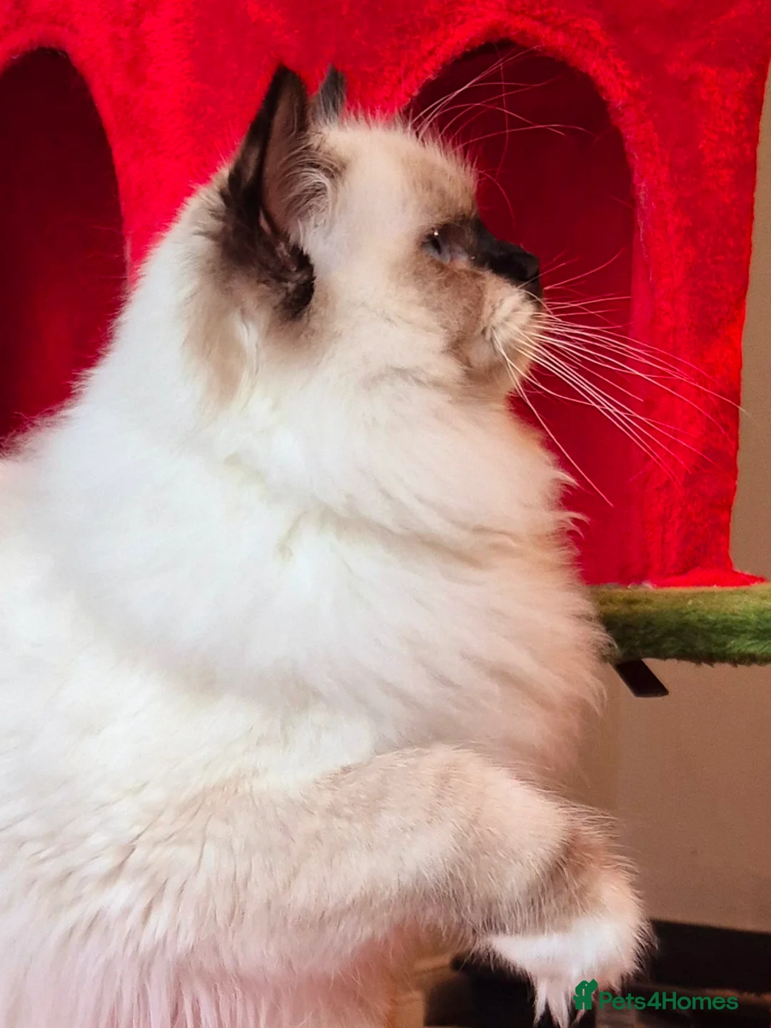 Ragdoll cats for sale: Ragdoll male kitten gccf active - Advert 5