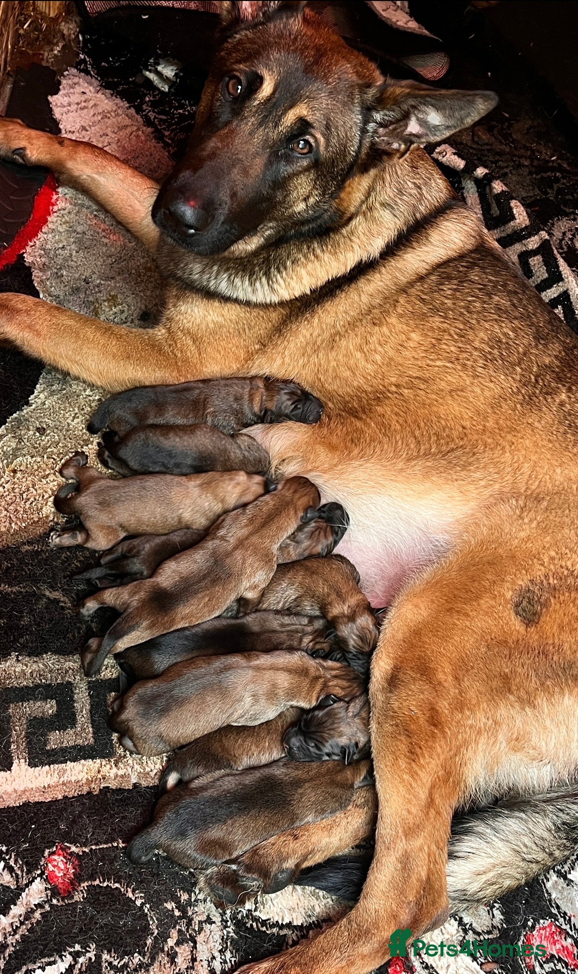 Belgian Shepherd Dog dogs Belgian shepereds puppy’s - Advert 1