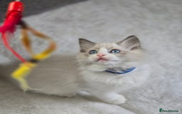 Ragdoll cats for sale: Ragdoll Kittens  - Advert 20