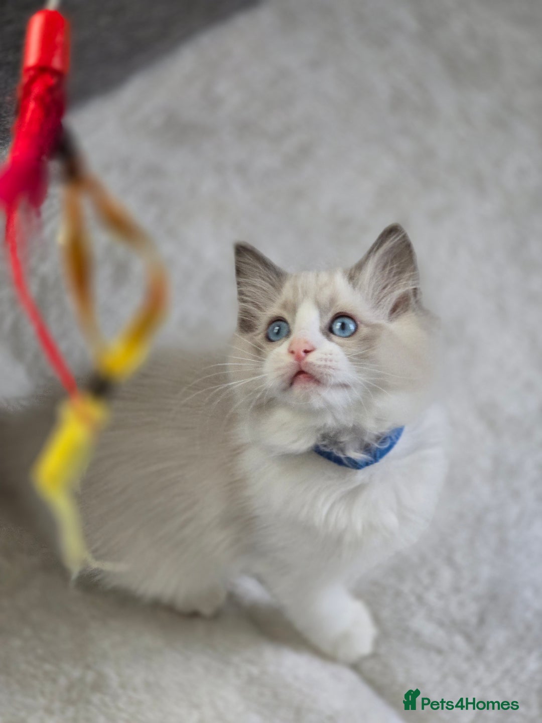 Ragdoll cats for sale: Ragdoll Kittens  - Advert 20