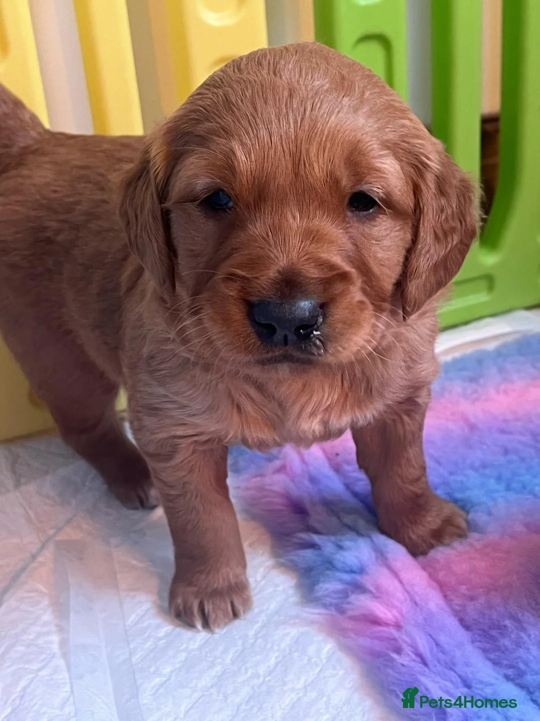 Golden Retriever dogs for stud: 💙 Tweed fully health tested golden retriever 💙 in Doncaster - Advert 6