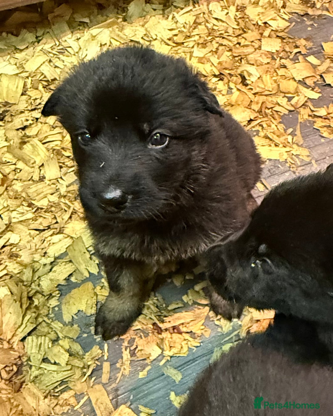 German Shepherd dogs for sale: KC Reg Working Line GSD pups. - Image 23